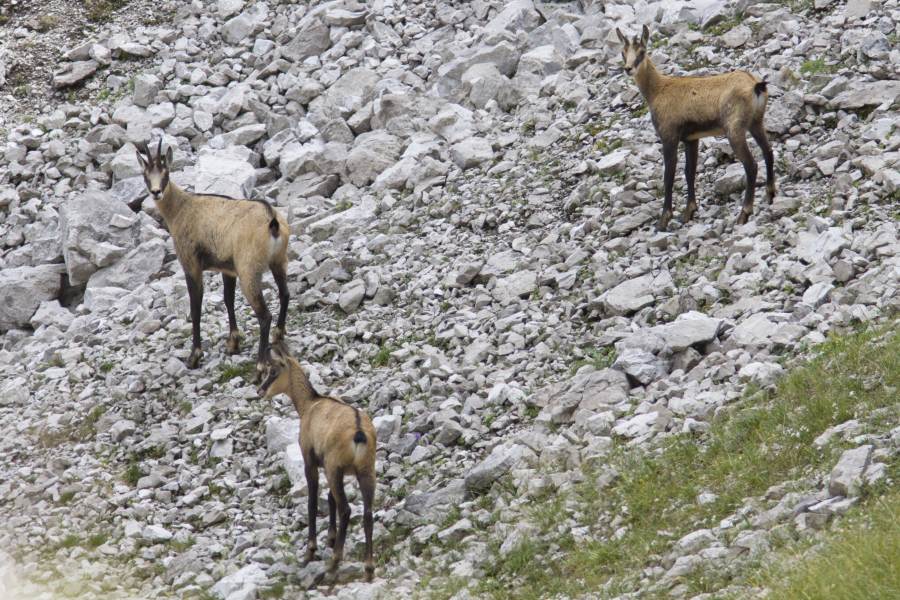 Alpine chamois Rupicapra rupicapra (Linnaeus, 1758)