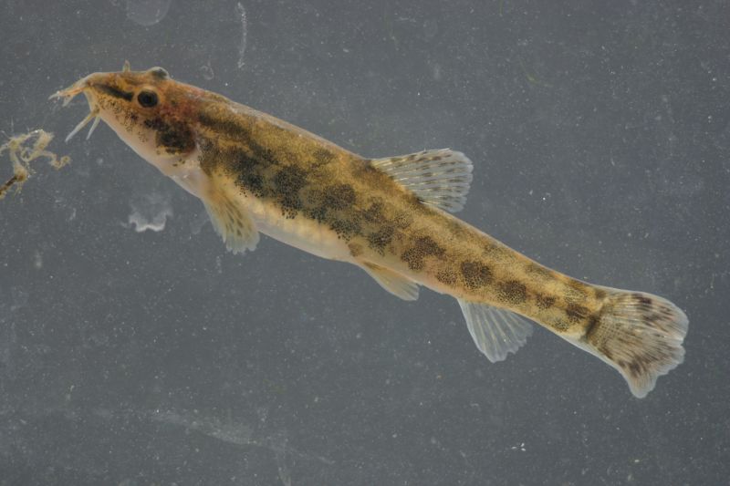 Bearded stone loach - Barbatula barbatula - (Linnaeus, 1758)