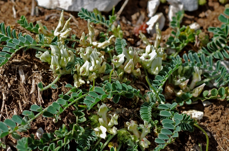 Astragalus depressus L.
