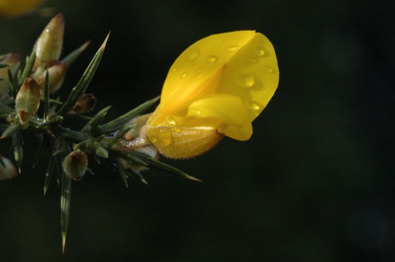 Ulex europaeus - L.