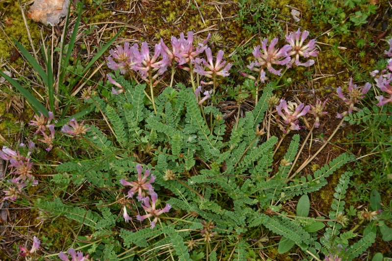 Astragalus monspessulanus L.