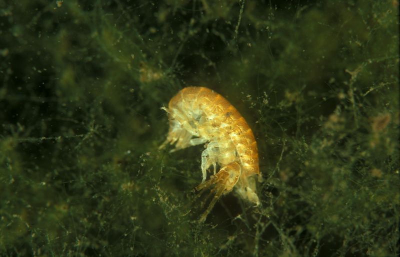 Gammarus pulex (Linnaeus, 1758)