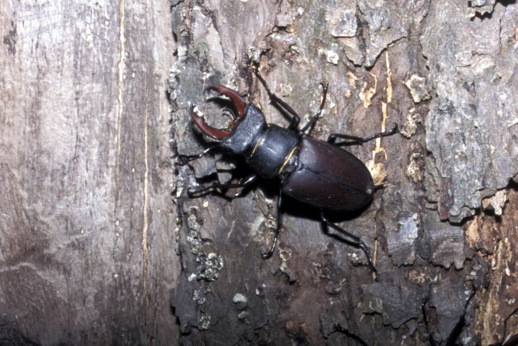 Stag Beetle - Lucanus cervus - (Linnaeus, 1758)