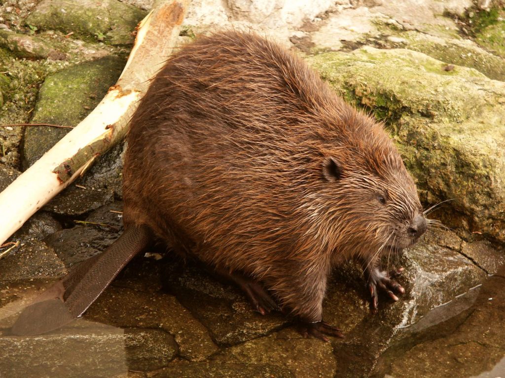 European beaver Castor fiber Linnaeus 1758